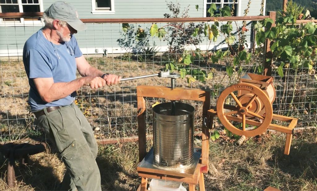 Pressing the crushed apples